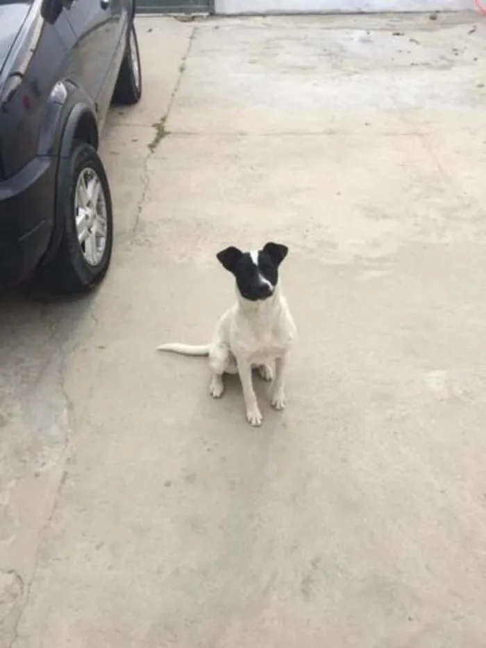 Cachorro ra a Sem Raça Definida idade 7 a 11 meses nome Pity