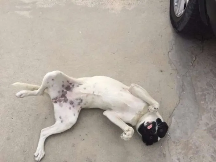 Cachorro ra a Sem Raça Definida idade 7 a 11 meses nome Pity