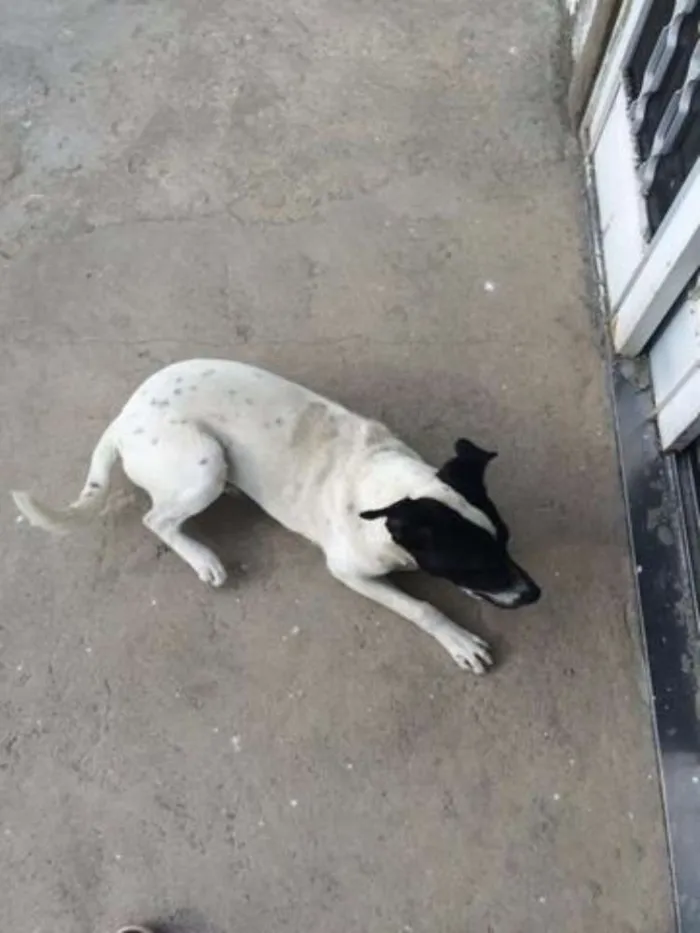 Cachorro ra a Sem Raça Definida idade 7 a 11 meses nome Pity