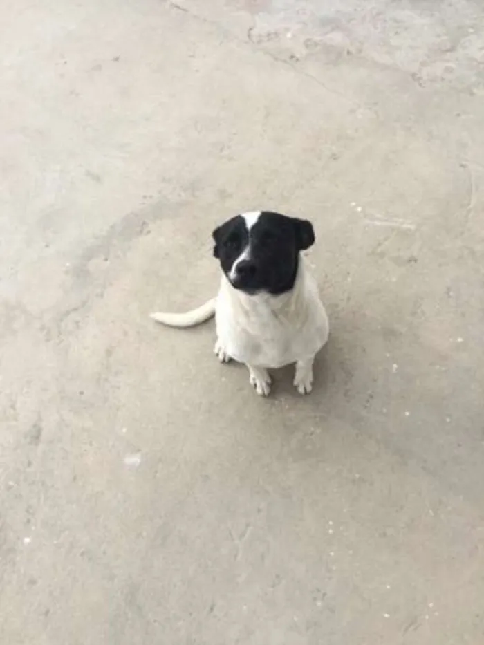 Cachorro ra a Sem Raça Definida idade 7 a 11 meses nome Pity
