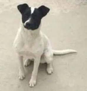 Cachorro raça Sem Raça Definida idade 7 a 11 meses nome Pity