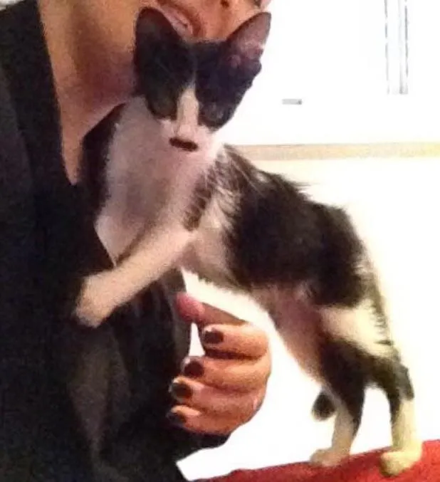 Gato raça Não sei  idade 2 a 6 meses nome Gatinha