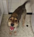 BoB