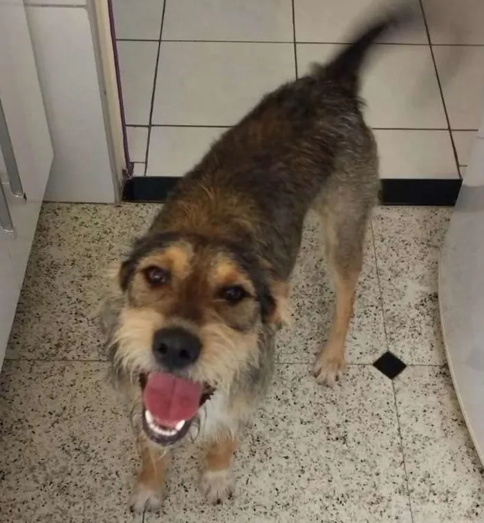 Cachorro ra a Indefinido idade  nome BoB