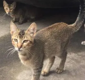 Gato raça Vira Lata idade 2 a 6 meses nome Sem Nome Ainda