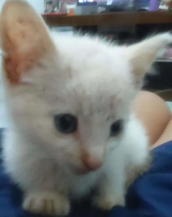 Gato ra a  idade 2 a 6 meses nome Branco 