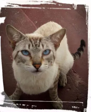 Gato raça SRD idade 7 a 11 meses nome Não Tem