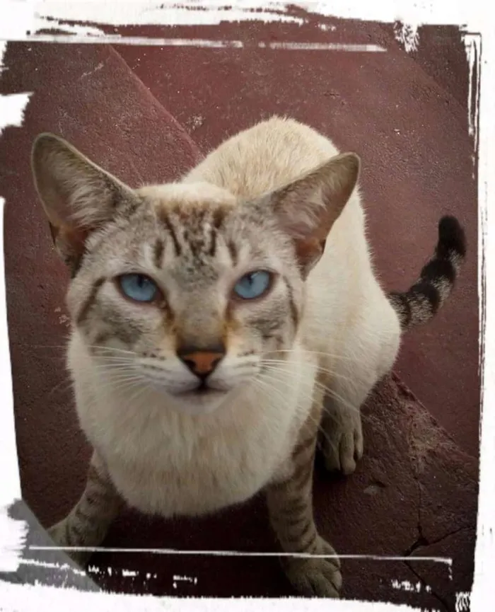 Gato ra a SRD idade 7 a 11 meses nome Não Tem