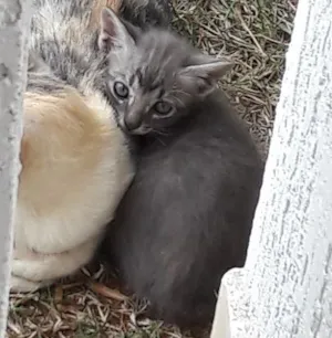 Gato raça  idade Abaixo de 2 meses nome Sem nome (ainda)