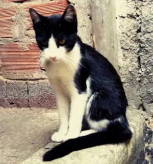 Gato raça SRD idade 7 a 11 meses nome Não Tem