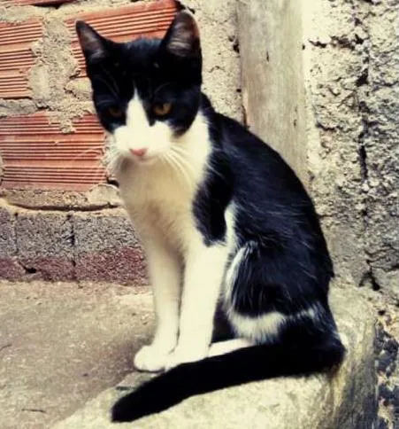 Gato ra a SRD idade 7 a 11 meses nome Não Tem