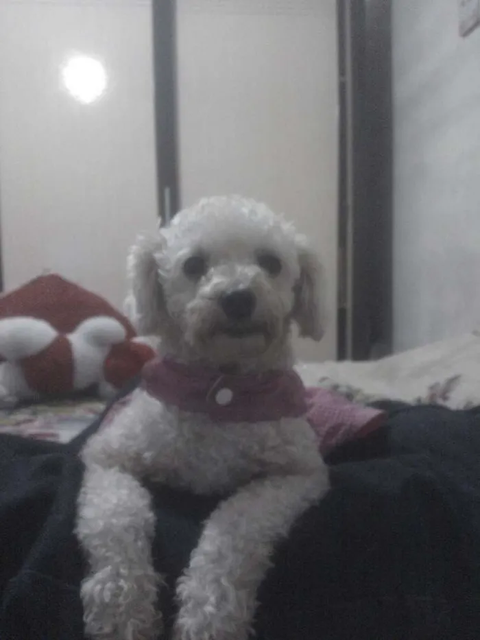 Cachorro ra a Poodle idade 5 anos nome Lili