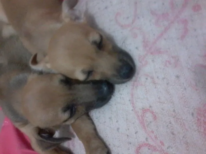 Cachorro raça  idade 2 a 6 meses nome mel. e boby