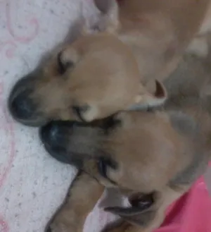 Cachorro raça  idade 2 a 6 meses nome mel. e boby