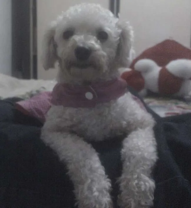 Cachorro ra a Poodle idade 5 anos nome Lili