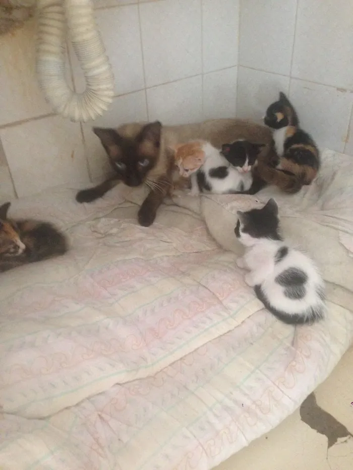 Gato raça  idade Abaixo de 2 meses nome Gatinhos