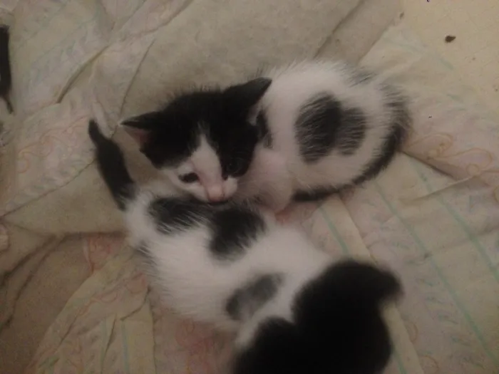 Gato raça  idade Abaixo de 2 meses nome Gatinhos