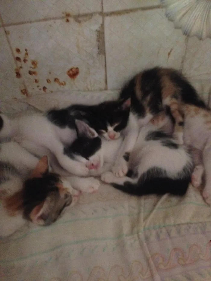 Gato raça  idade Abaixo de 2 meses nome Gatinhos