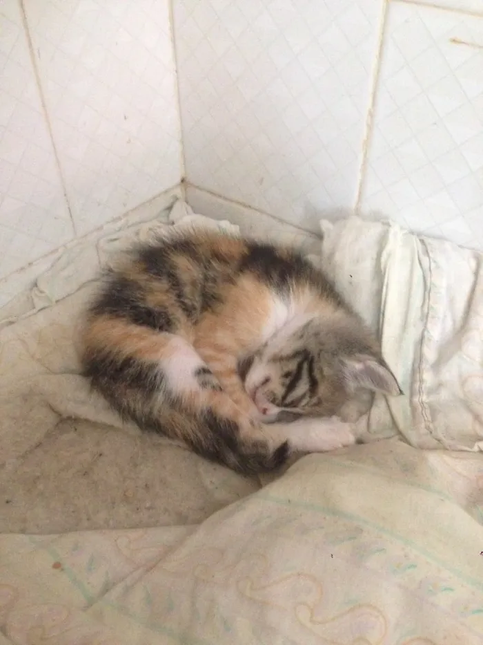 Gato raça  idade Abaixo de 2 meses nome Gatinhos