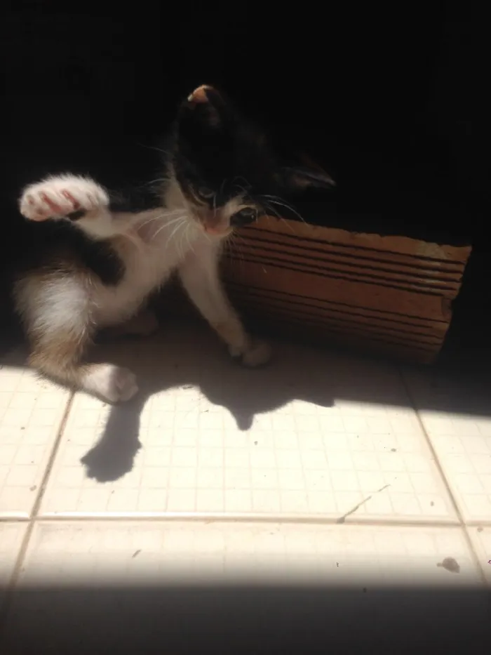 Gato raça  idade Abaixo de 2 meses nome Gatinhos