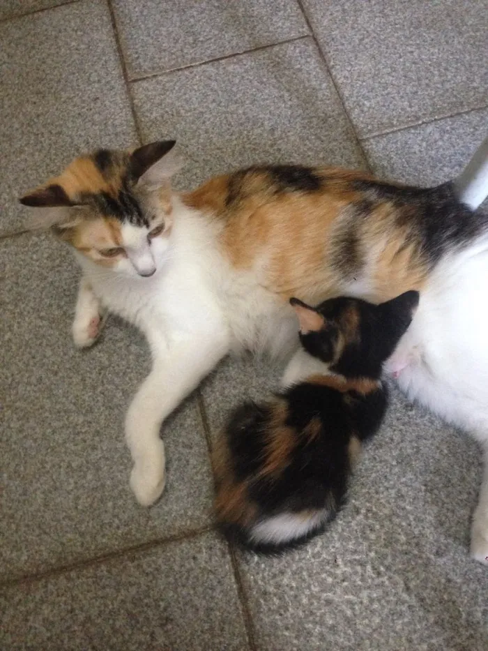 Gato raça  idade Abaixo de 2 meses nome Gatinhos