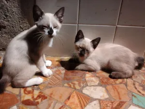Gato raça Vira lata siamês idade 2 a 6 meses nome Pequenos