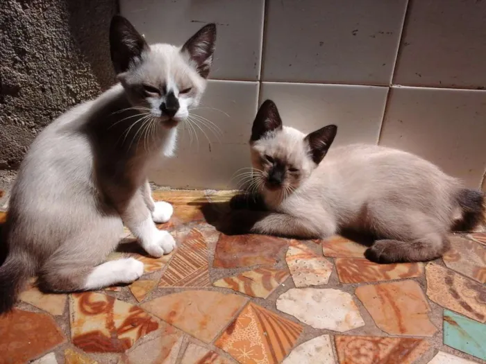 Gato ra a Vira lata siamês idade 2 a 6 meses nome Pequenos