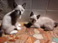 Pequenos