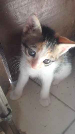 Gato raça  idade Abaixo de 2 meses nome Gatinhos