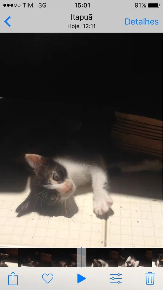 Gato raça  idade Abaixo de 2 meses nome Gatinhos