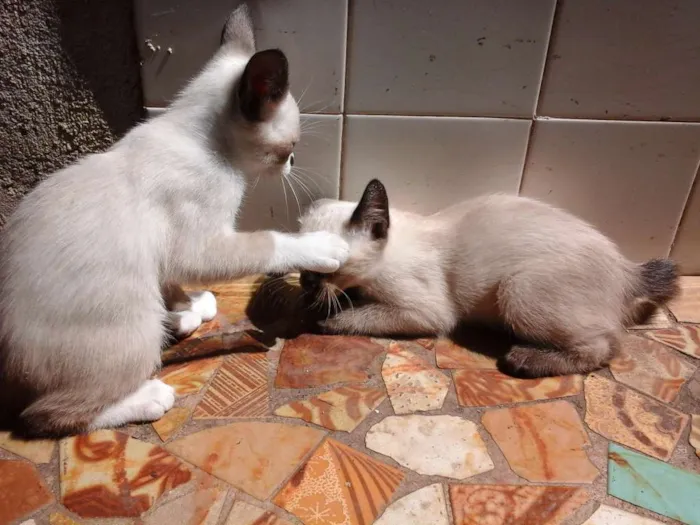 Gato ra a Vira lata siamês idade 2 a 6 meses nome Pequenos