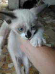 Pequenos