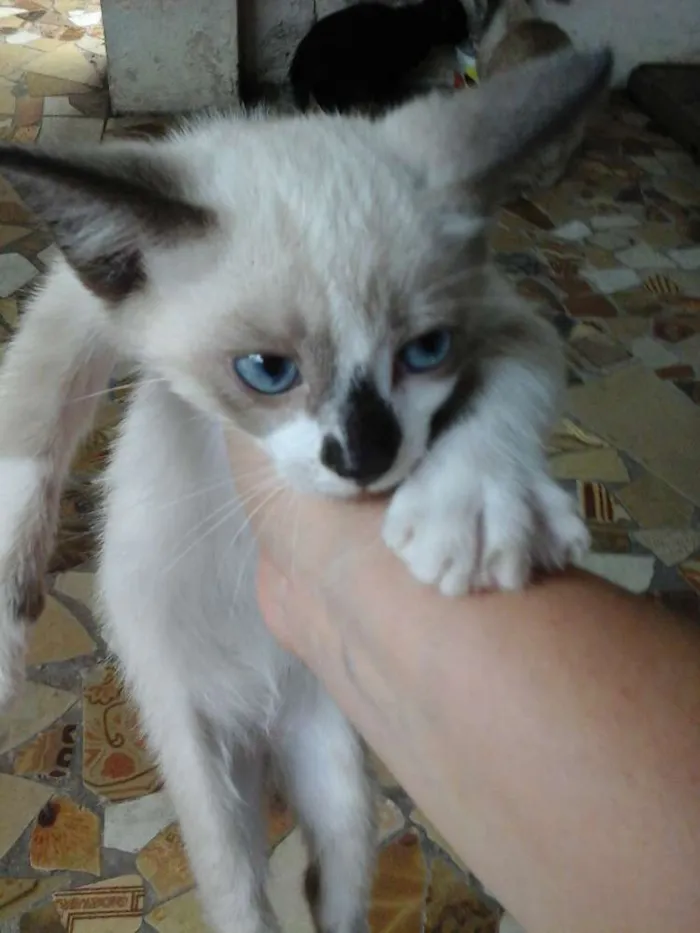Gato ra a Vira lata siamês idade 2 a 6 meses nome Pequenos