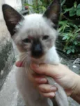 Pequenos