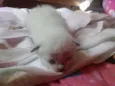Pequenos