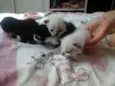 Pequenos