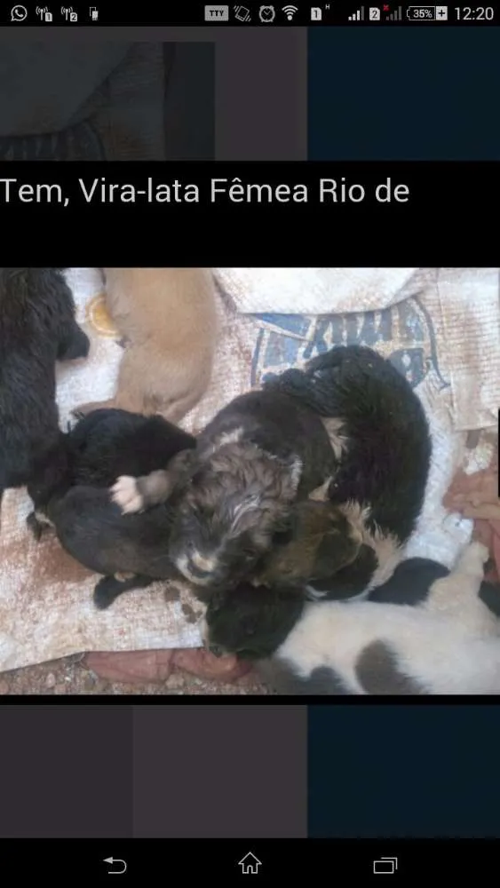 Cachorro ra a Vira lata idade Abaixo de 2 meses nome Não tem