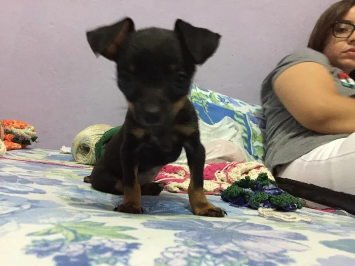 Cachorro ra a Pincher  idade 2 a 6 meses nome Fumaça 