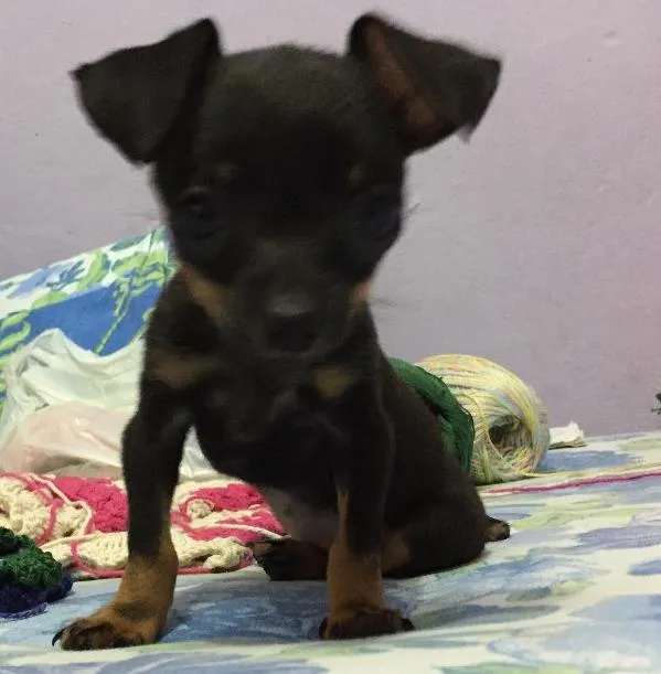 Cachorro ra a Pincher  idade 2 a 6 meses nome Fumaça 