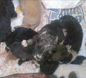 Cachorro raça Vira lata idade Abaixo de 2 meses nome Não tem