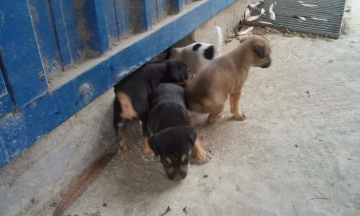 Cachorro raça Srd idade 7 a 11 meses nome Sem nome