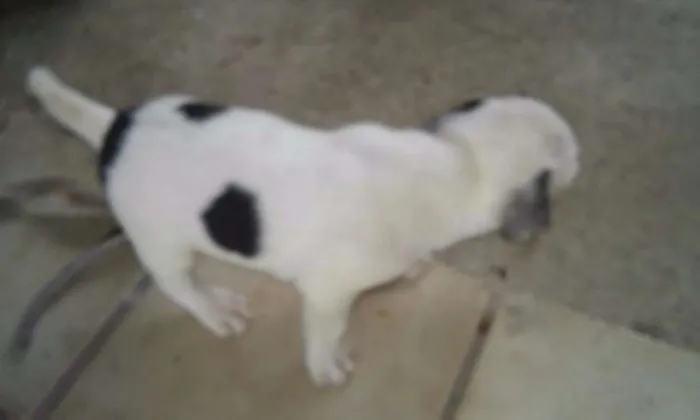 Cachorro raça Srd idade 7 a 11 meses nome Sem nome