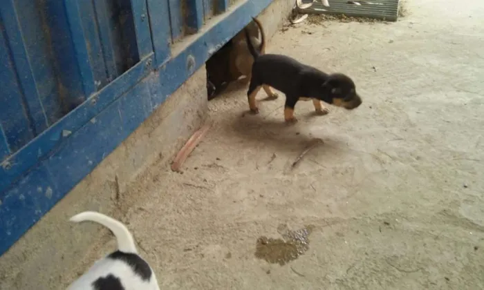 Cachorro raça Srd idade 7 a 11 meses nome Sem nome