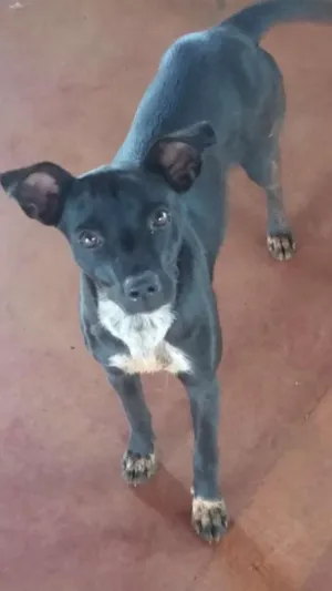 Cachorro raça vira lata idade 2 a 6 meses nome baby