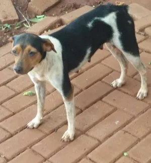 Cachorro raça fox paulistinha idade 2 anos nome Kely