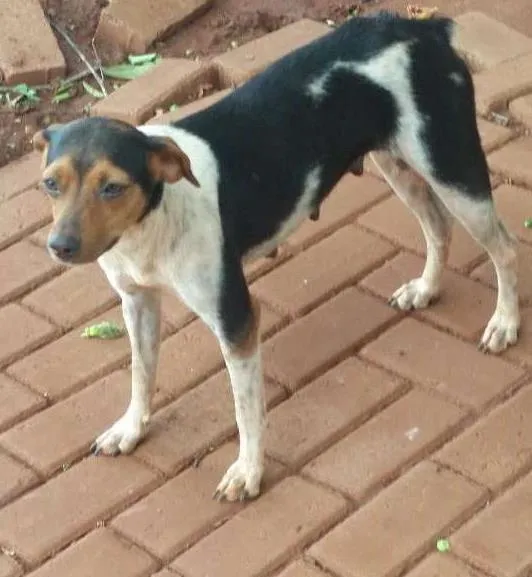 Cachorro ra a fox paulistinha idade 2 anos nome Kely