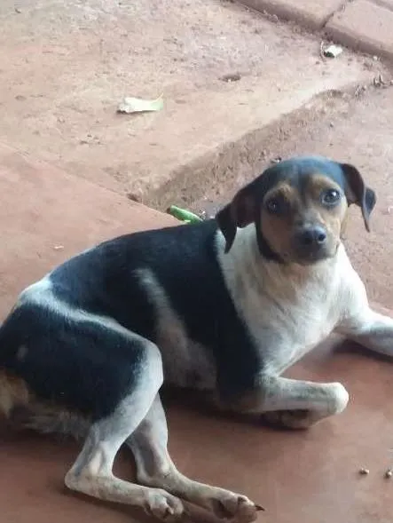 Cachorro ra a fox paulistinha idade 2 anos nome Kely