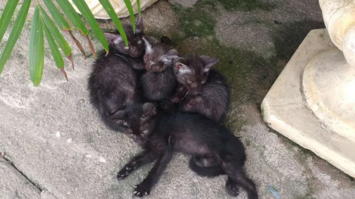 Gato ra a Diversas idade Abaixo de 2 meses nome Fofo