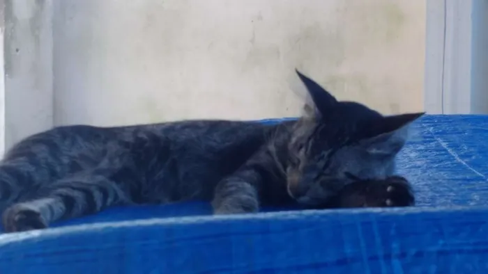 Gato ra a Diversas idade Abaixo de 2 meses nome Fofo