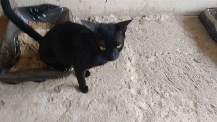 Gato ra a Diversas idade Abaixo de 2 meses nome Fofo